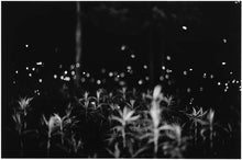 Load image into Gallery viewer, An image from Gregory Crewdsen&#39;s publication, &quot;Fireflies.&quot; A black and white photograph of fireflies in a field (2).